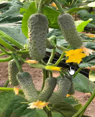 Castraveti Ilonara