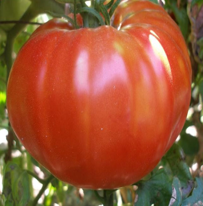 Fantazia