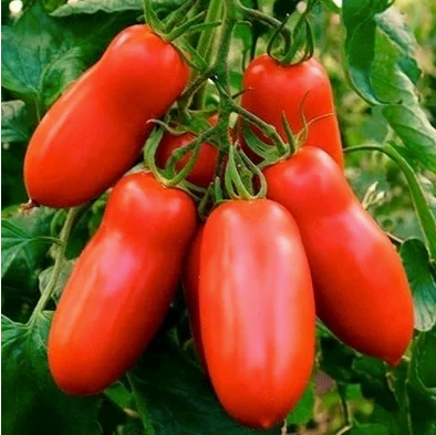 San Marzano